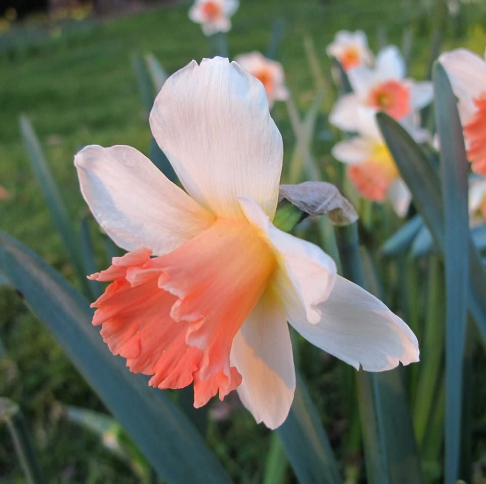Mount Tomah Botanical Gardens Image -5be7526ed2aec